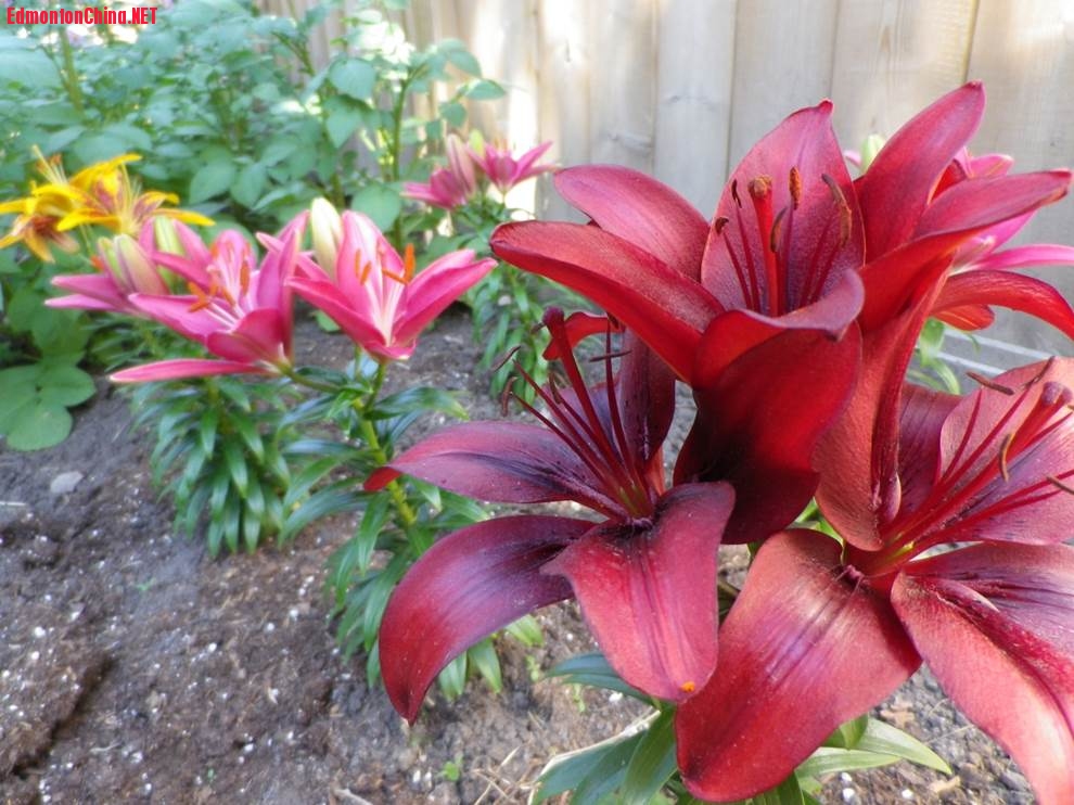 Lilies2041.jpg