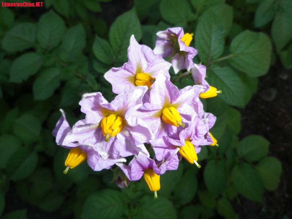 patato flowers.jpg