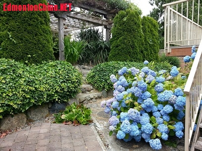 garden1.jpg