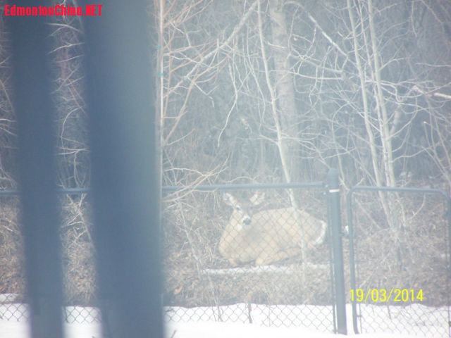 backyard.JPG