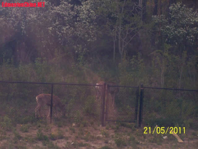 back yard 01.JPG