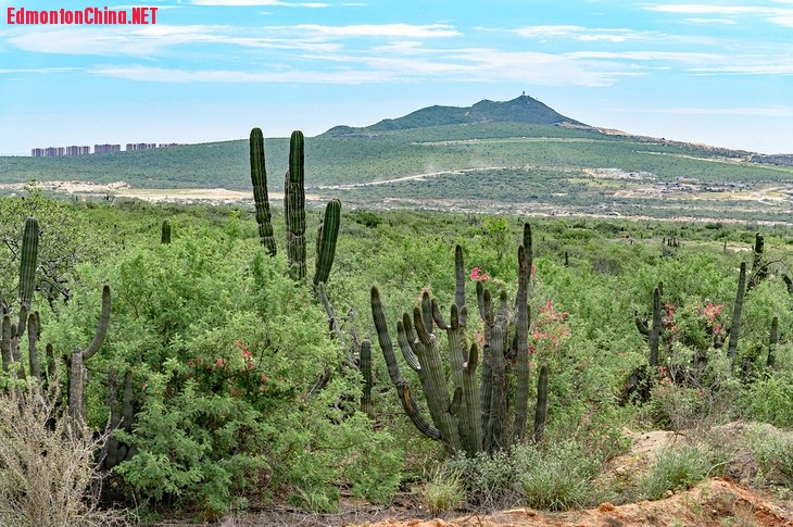 mexico-cabo-san-lucas-best-tours-excursions-desert-beach-dune-bashing.jpg