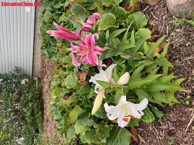 01 房前环境优美 01 房前环境优美